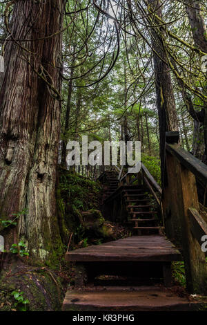 Trail to Schooner Cove, Tofino leads up and down through wet, old growth rainforest to Pacific Ocean.  Some sections are staircases and boardwalks Stock Photo