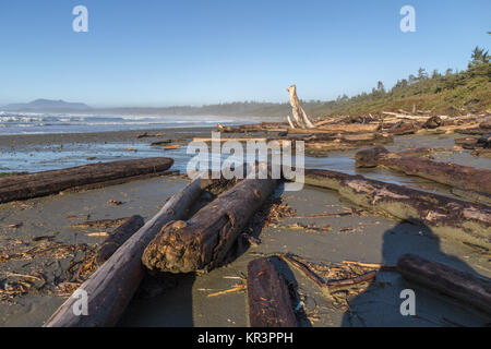 Looking along the high tide zone of Long Beach near Tofino, BC just after sunrise.  Stranded logs carried by ocean currents sit as driftwood. Stock Photo