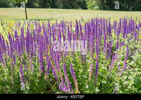 Blooming purple Salvia flowers in the summer Stock Photo