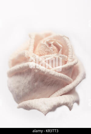 Withered white rose Stock Photo