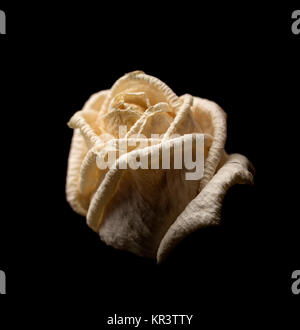 Withered white rose on dark background Stock Photo