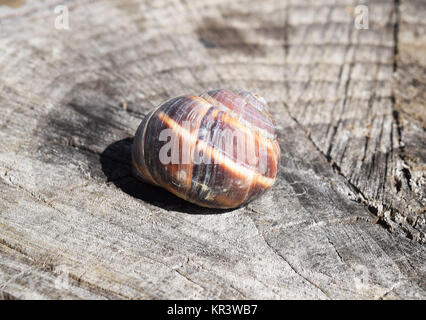 Large snail shell Stock Photo