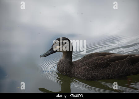 A pacific black duck, photographed on a golf course in Brisbane, Queensland Stock Photo