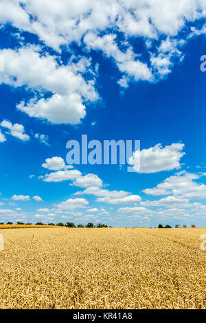 golden,ripe wheat against blue sky background Stock Photo