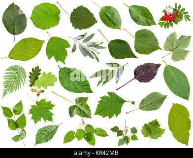 collection of green leaves isolated on white Stock Photo