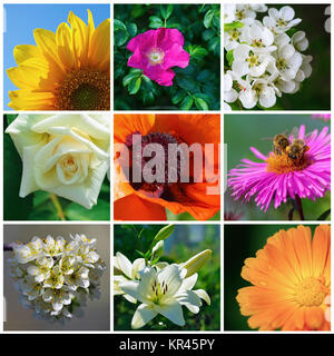 Diverse garden flowers Stock Photo