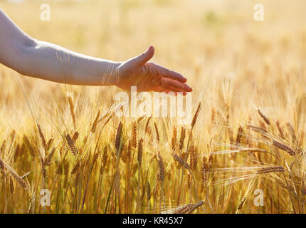 Hand touches wheat ears Stock Photo