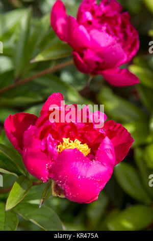 Peony flowers background.Pink Peonies isolated on green background. Stock Photo
