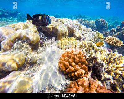 Coral and fish in the Red Sea. Egypt Stock Photo