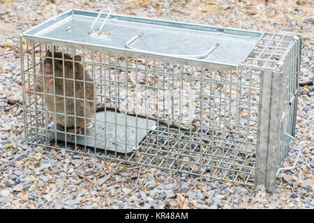 Black Rat captured in a cage trap Stock Photo