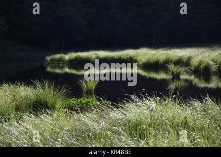 old lake,east tyrol,natural monument,nature conservation,nature reserve,amlach,lienz valley floor,forest Stock Photo