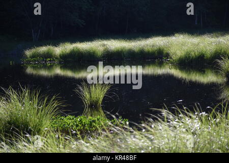 old lake,east tyrol,natural monument,nature conservation,nature reserve,amlach,lienz valley floor,forest Stock Photo