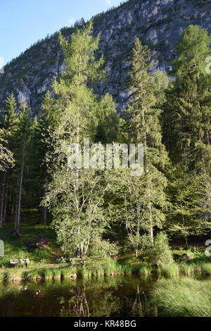 old lake,east tyrol,natural monument,nature conservation,nature reserve,amlach,lienz valley floor,forest Stock Photo