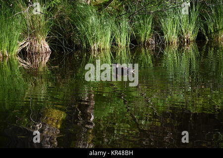 old lake,east tyrol,natural monument,nature conservation,nature reserve,amlach,lienz valley floor,forest Stock Photo