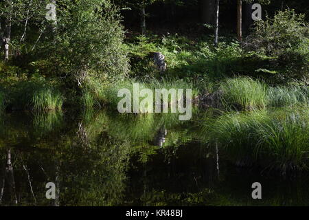 old lake,east tyrol,natural monument,nature conservation,nature reserve,amlach,lienz valley floor,forest Stock Photo