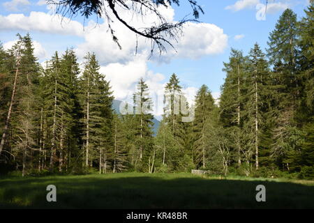 old lake,east tyrol,natural monument,nature conservation,nature reserve,amlach,lienz valley floor,forest Stock Photo