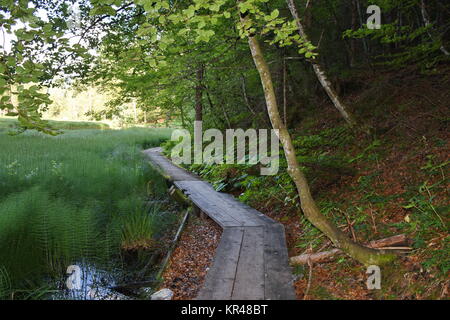 old lake,east tyrol,natural monument,nature conservation,nature reserve,amlach,lienz valley floor,forest Stock Photo