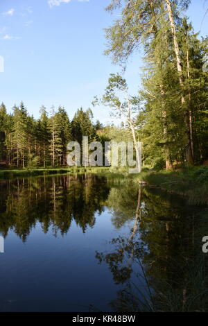 old lake,east tyrol,natural monument,nature conservation,nature reserve,amlach,lienz valley floor,forest Stock Photo