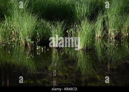 old lake,east tyrol,natural monument,nature conservation,nature reserve,amlach,lienz valley floor,forest Stock Photo