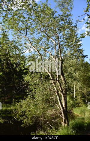 old lake,east tyrol,natural monument,nature conservation,nature reserve,amlach,lienz valley floor,forest Stock Photo