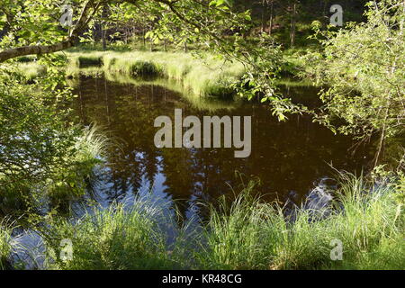 old lake,east tyrol,natural monument,nature conservation,nature reserve,amlach,lienz valley floor,forest Stock Photo