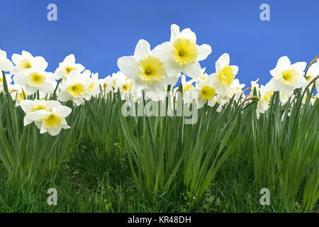 blossoming daffodils in a meadow in front of blue sky Stock Photo
