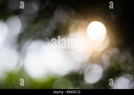 Colorful bokeh from the sun shines through the branches. Stock Photo