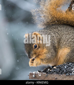 Close up of a squirrel in profile eating a sunflower seed while sitting on a perch. He eats during a snow storm. Stock Photo