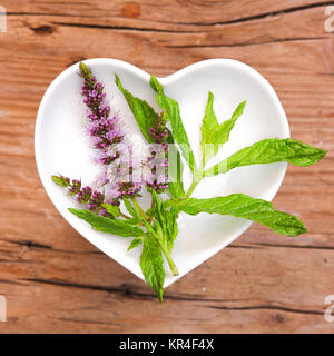 homeopathy and cooking with medicinal herbs,peppermint Stock Photo