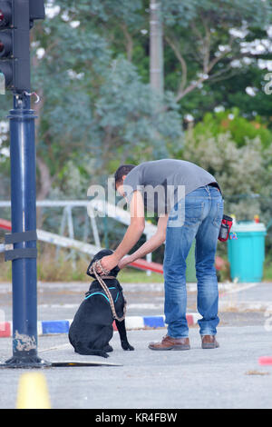 Man training dog Stock Photo