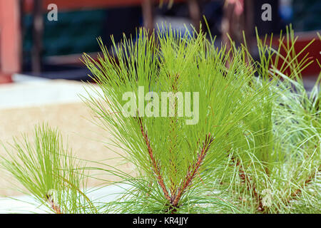 Pinus leaf Stock Photo