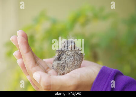 Little Bird Resting in the Girl's Hand Stock Photo