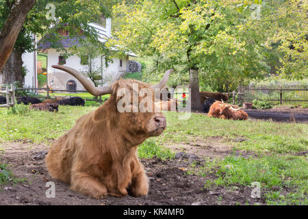 Red haired Scottish highlander cow. Stock Photo