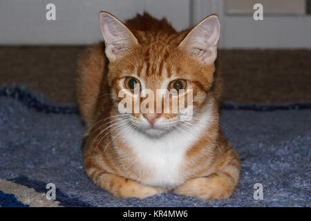 A 9 month old male ginger tabby cat resting on a rug Stock Photo