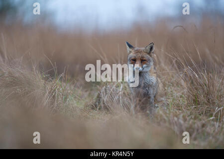 Red Fox ( Vulpes vulpes ) adult in nice winterfur, sitting in high grass, waiting, watching carefully, bad weather, on a rainy day, wildlife, Europe. Stock Photo