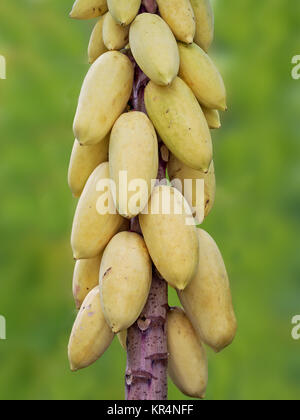 young papaya on tree Stock Photo