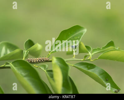 Papilio anactus caterpillar lava of Dainty Swallowtail butterfly on orange citrus leaves Stock Photo