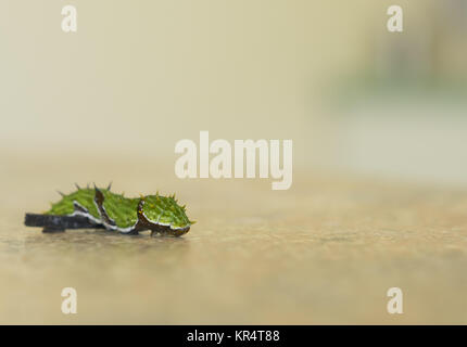 Citrus Swallowtail Caterpillar Crawling over Obstacle with Copy Space Stock Photo