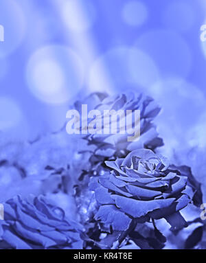 Abstract background blue roses with sunlight Stock Photo
