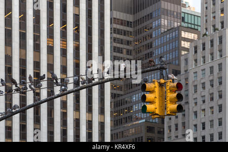 Traffic light on the background of skyscrapers in New York Stock Photo