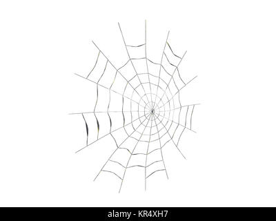 Spider Tarantula with Spider web Freed Stock Photo