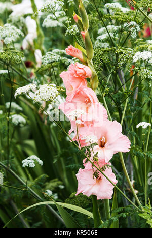 Pale pink gladiolus flower between white flowering yarrow