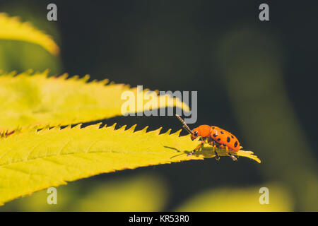 Twelve Spotted Asparagus Beetle Stock Photo