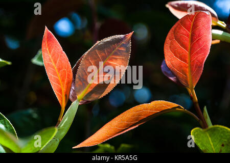 Red autumn leaves with veins in bright sunlight on blurred background Stock Photo