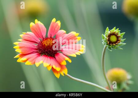 Cockade flowers / Blanket flowers Stock Photo