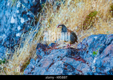 Red-legged partridge (Alectoris rufa). Stock Photo