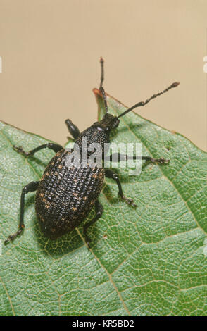 Black vine weevil (Otiorhynchus sulcatus) Stock Photo