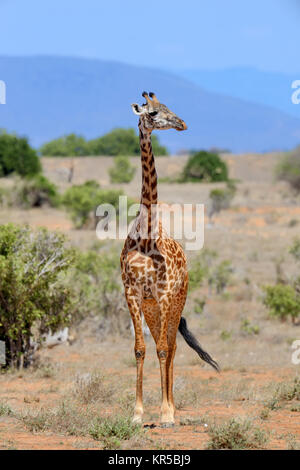 Giraffe on savannah in National park of Africa Stock Photo