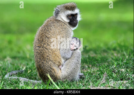 Three Cape Vervet Monkeys in the park Stock Photo