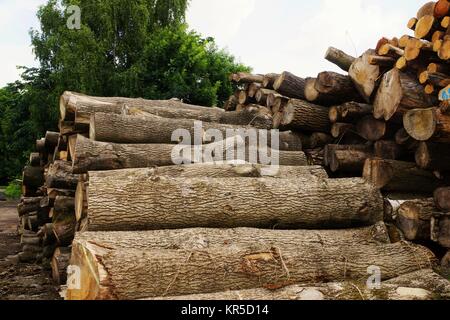 tree trunks in a forest Stock Photo